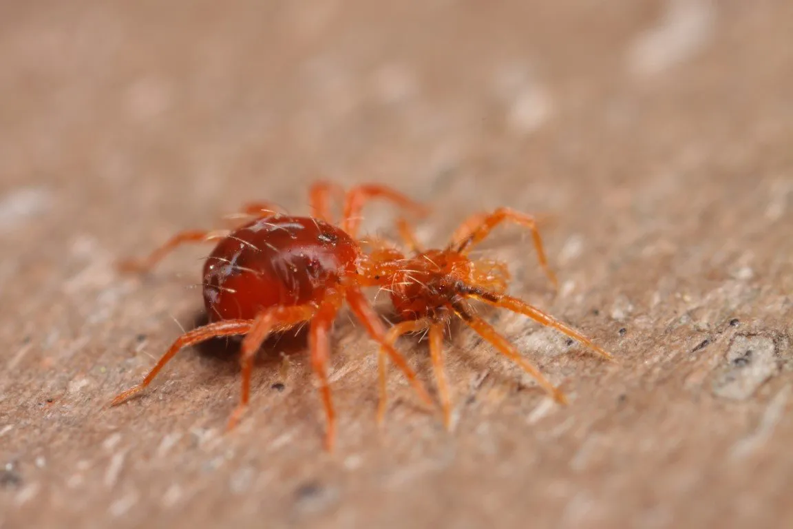 disinfestazioni acari