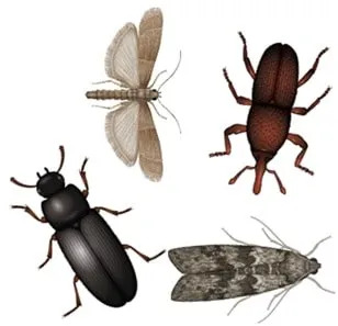 disinfestazioni insetti delle derrate alimentari modena