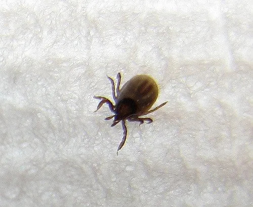 disinfestazione zecche