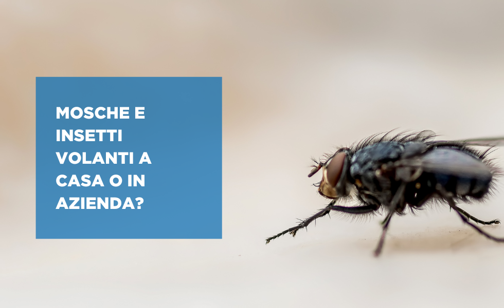 Mosche e insetti volanti a casa o in azienda modena