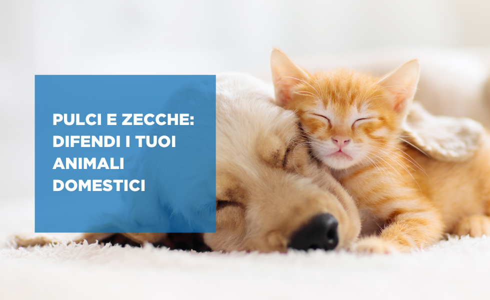 pulci e zecche disinfestazioni modena