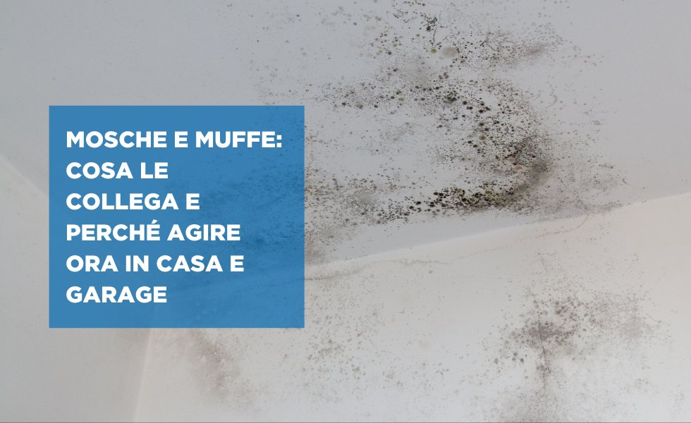 Mosche e muffe in casa e garage modena