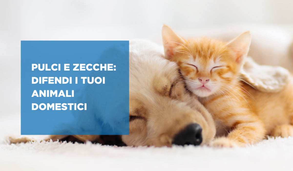 pulci e zecche disinfestazioni modena