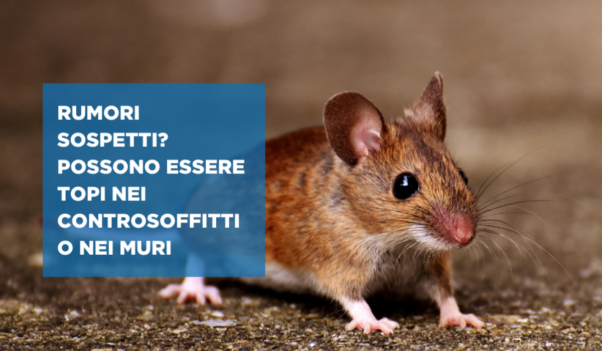 derattizzazione topi a modena